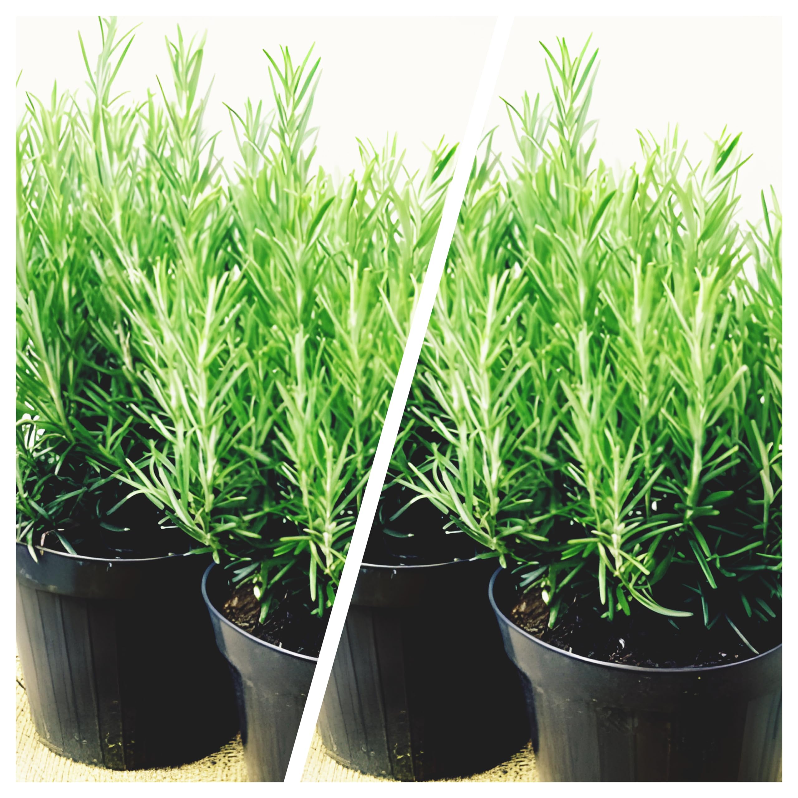 Gurveplantationi Original Rosemary Fresh Indoor Herb Real Combo Plants Live Evergreen Medicinal Rosmarinus Officinalis for Home and Garden with Pot (Pack of 3) (B0CTD2L4GC) Amazon Price History, Amazon Price Tracker