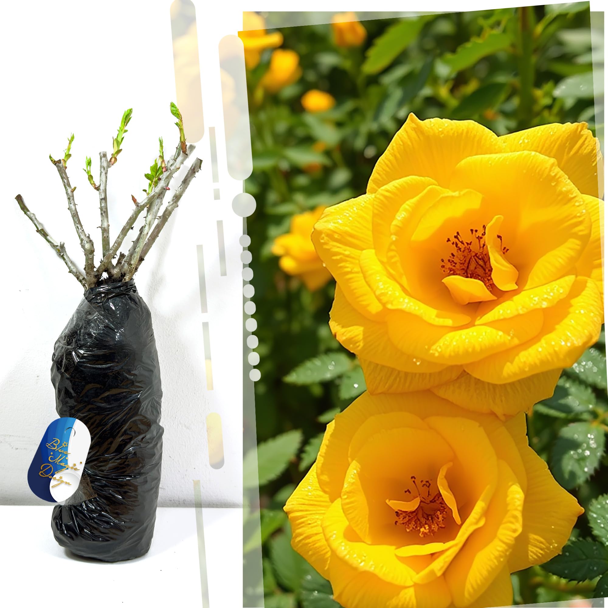 Bare Root Yellow Shrub Rose 'Sunshine Lady' – Fragrant, Hardy Plant for Beautiful Garden Hedges, Walkways & Trellis Displays