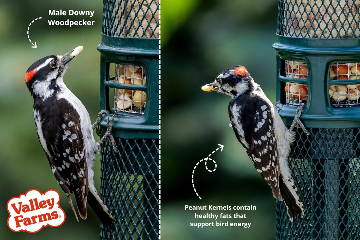 Valley Farms Whole Peanut Kernels (15 LB) Wild Bird Food for Outside Feeders, Peanuts for Birds, Chickadee Bird Seed for Outside Feeders, No Mess Bird Seed