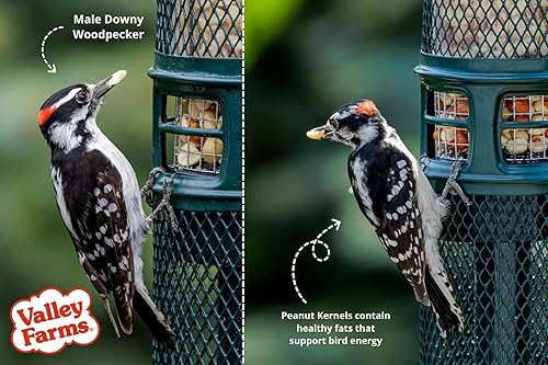 Miniatura 6 de Valley Farms Granos de maní enteros (4 libras) Alimento para pájaros silvestres para comederos exteriores, cacahuetes para pájaros, semillas de