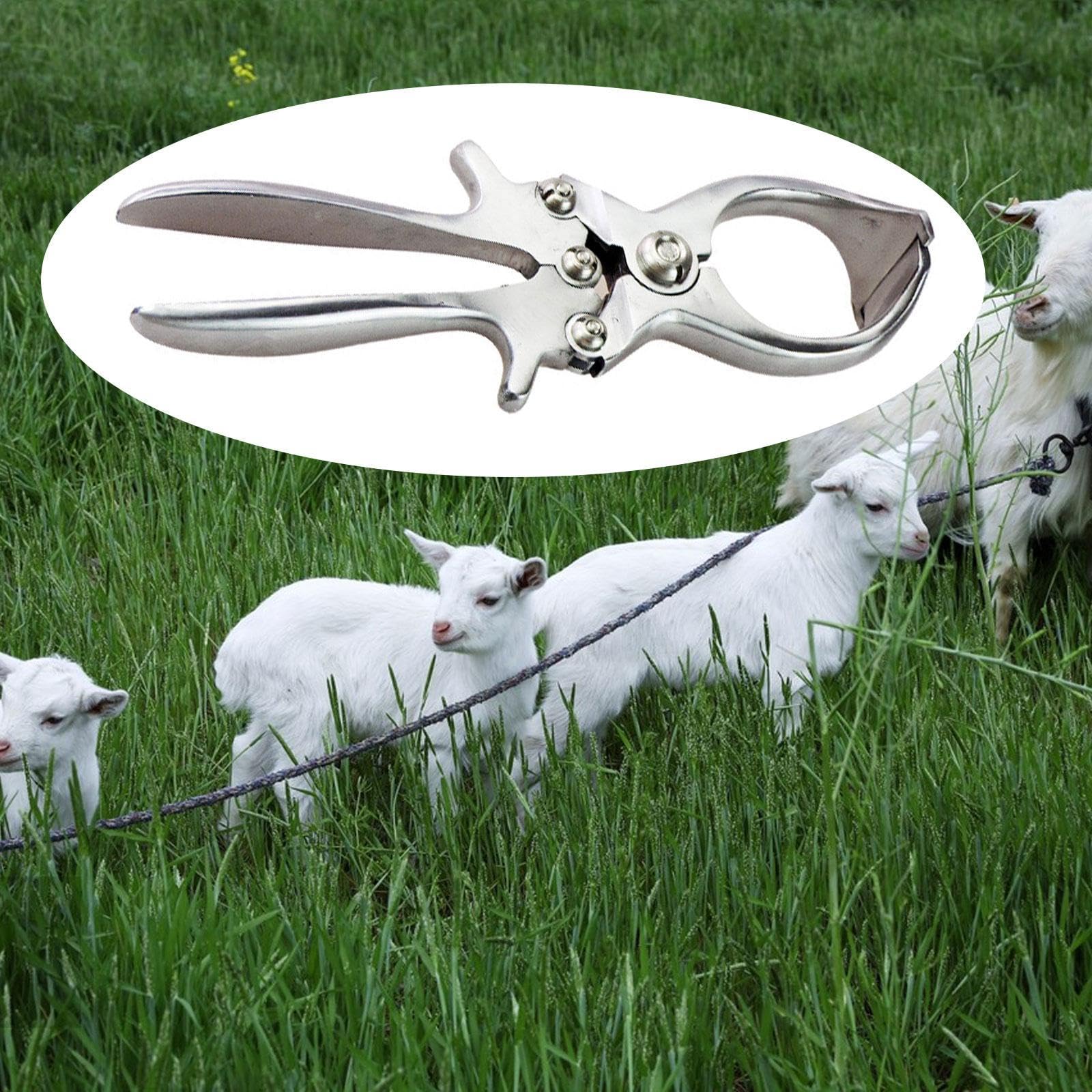 MagiDeal Pinza da castrante Castrazione acciaio inossidabile Elastratore di rimozione della coda veterinaria per bestiame per maialini di agnello