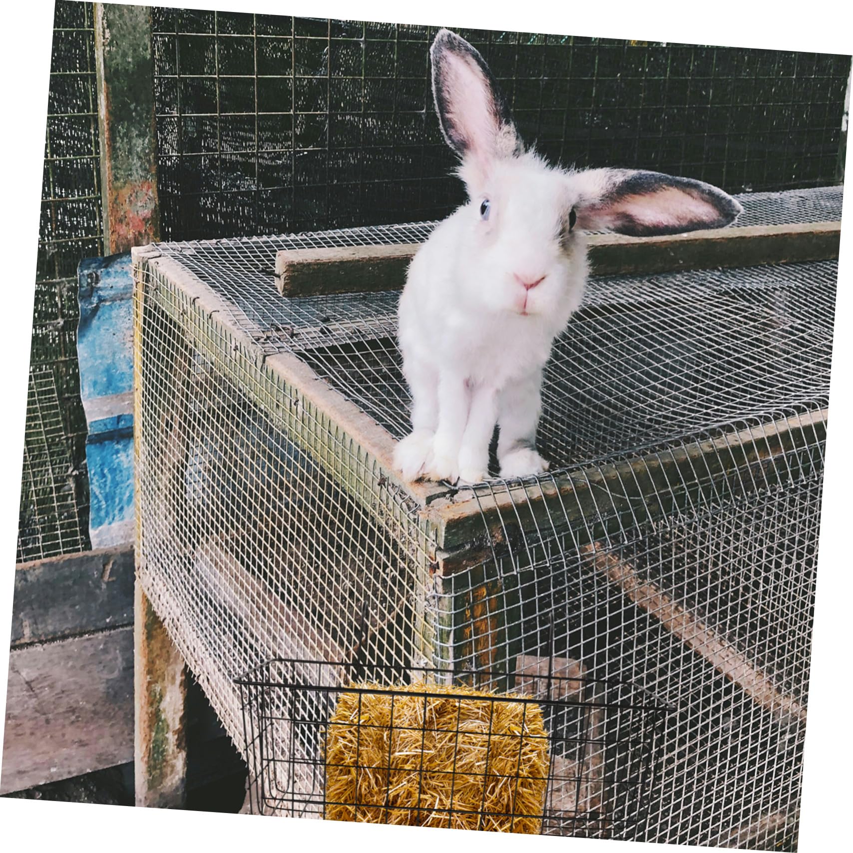 Heuraufe aus Eisen Waschbar und Leicht zu Reinigen Robuster Futterhalter für Kaninchen und Meerschweinchen für Kleintier Heufutter im Kaninchenstall