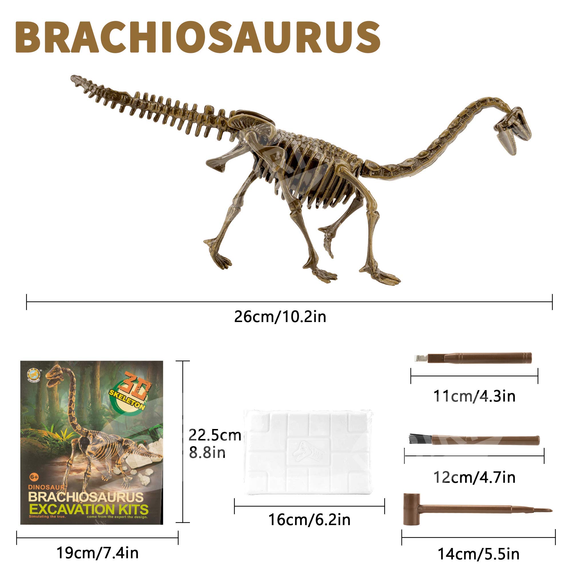 dinosaur-skeleton-chart