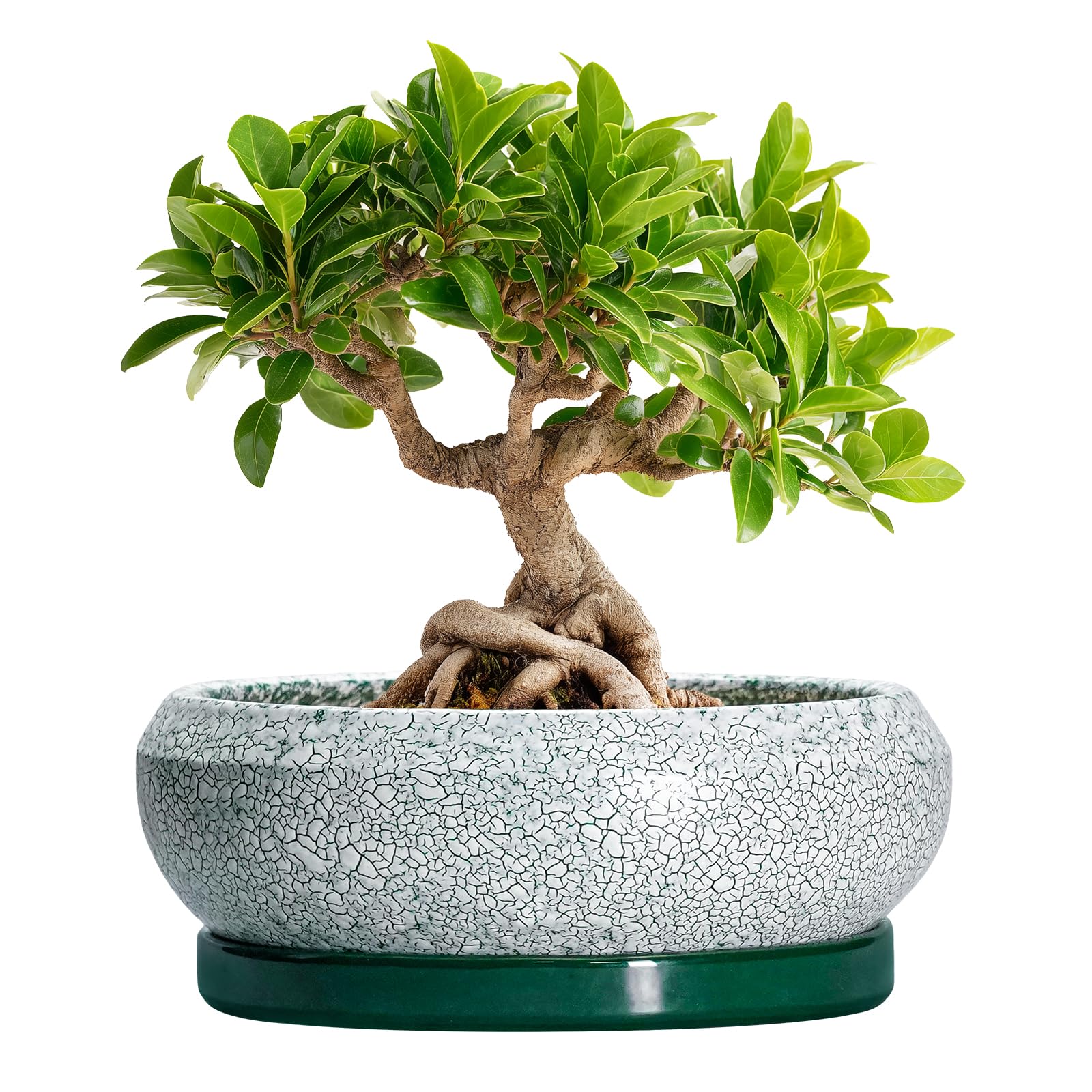 EPFamily Bonsai Tree Pots - 8 Inch Ceramic Succulent Pot with Drainage Hole and Tray, Bonsai Pots, Shallow Planters for Indoor Outdoor, Round Planter Bowl, House Decor, Gifts for Plant Lovers, Green