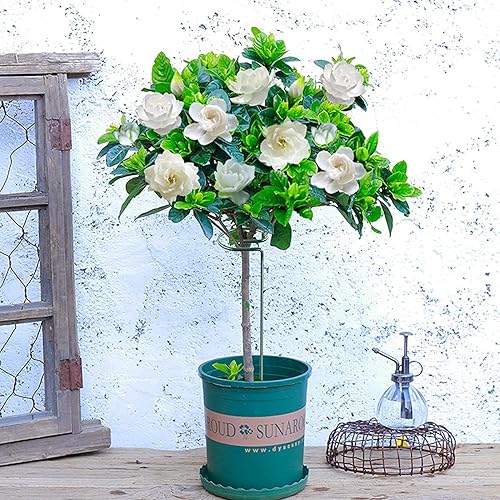 Miniatura 7 de Joyhalo Paquete de 20 estacas de soporte para plantas de 36 pulgadas, estacas para plantas, estacas de flores con 24 lazos giratorios, palos de