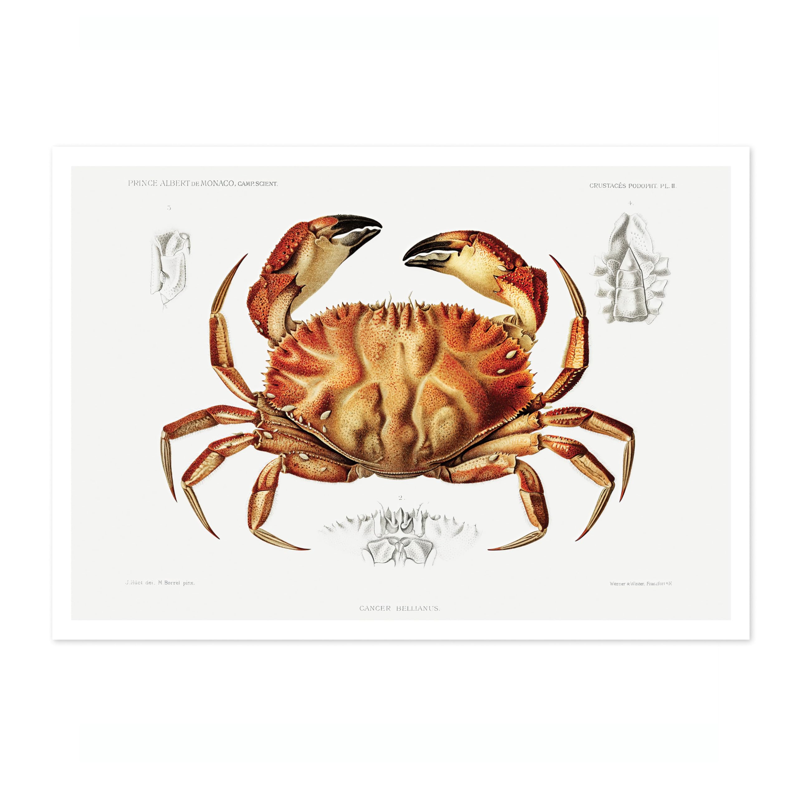 Animato Dungeness Crab Charles Dessalines D'Orbigny Poster, Vintage Botanical Prints, Encyclopedia Retro Wall Art Home Decor, Archival Matte, A3 (Print Only) - 42x29.7cm — image 1