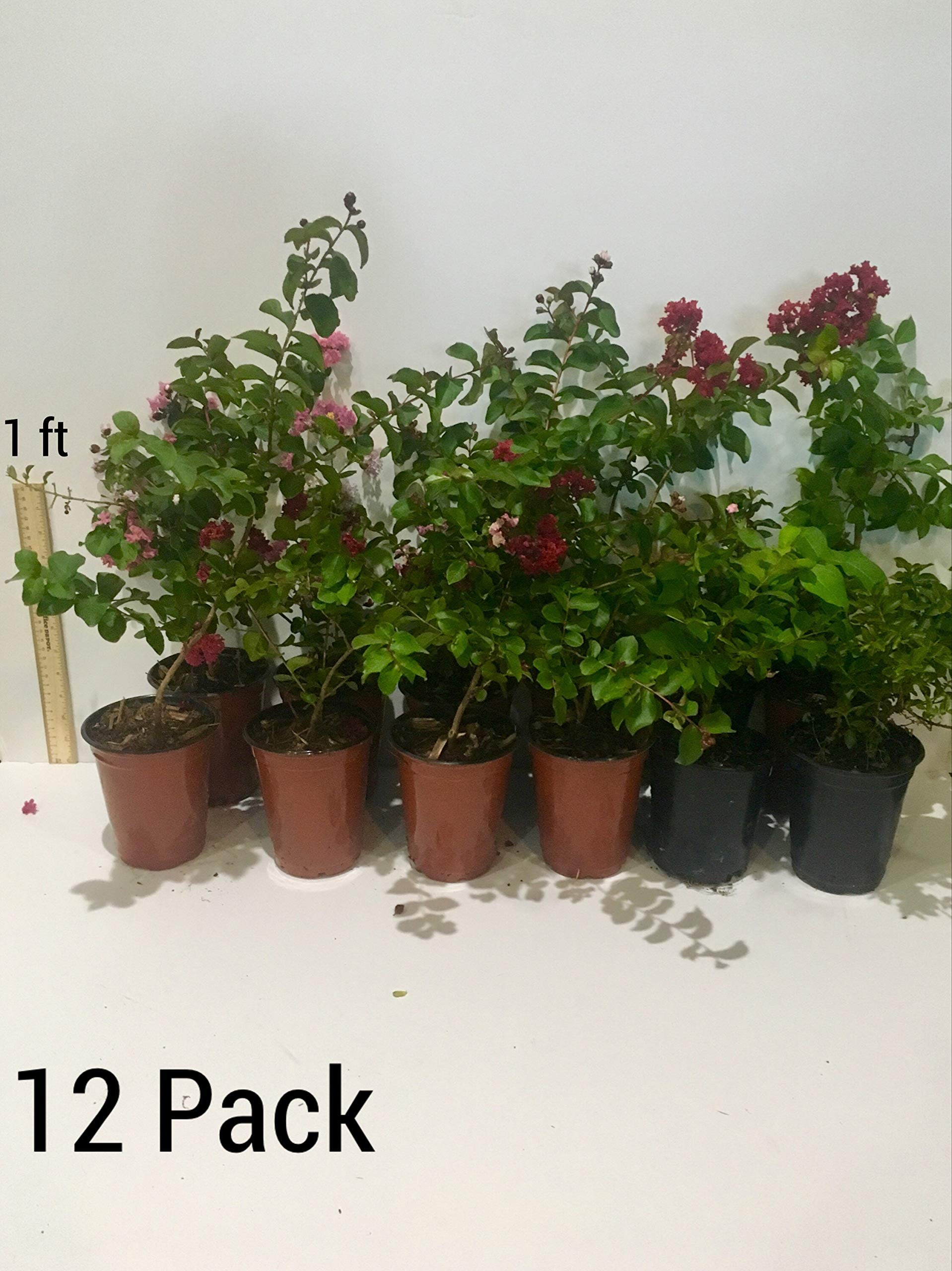 Zuni Crepe Myrtle Trees White Blooms Quart Containers FIBROUS Root System Grown by Crape