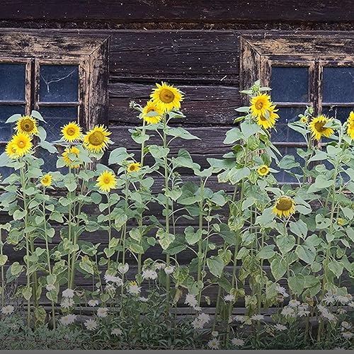 Miniatura 7 de Mini kit de inicio de semillas de invernadero  Paquete de 3 kits de invernadero para alféizar de ventana (kit de inicio de semillas de 30 celdas)