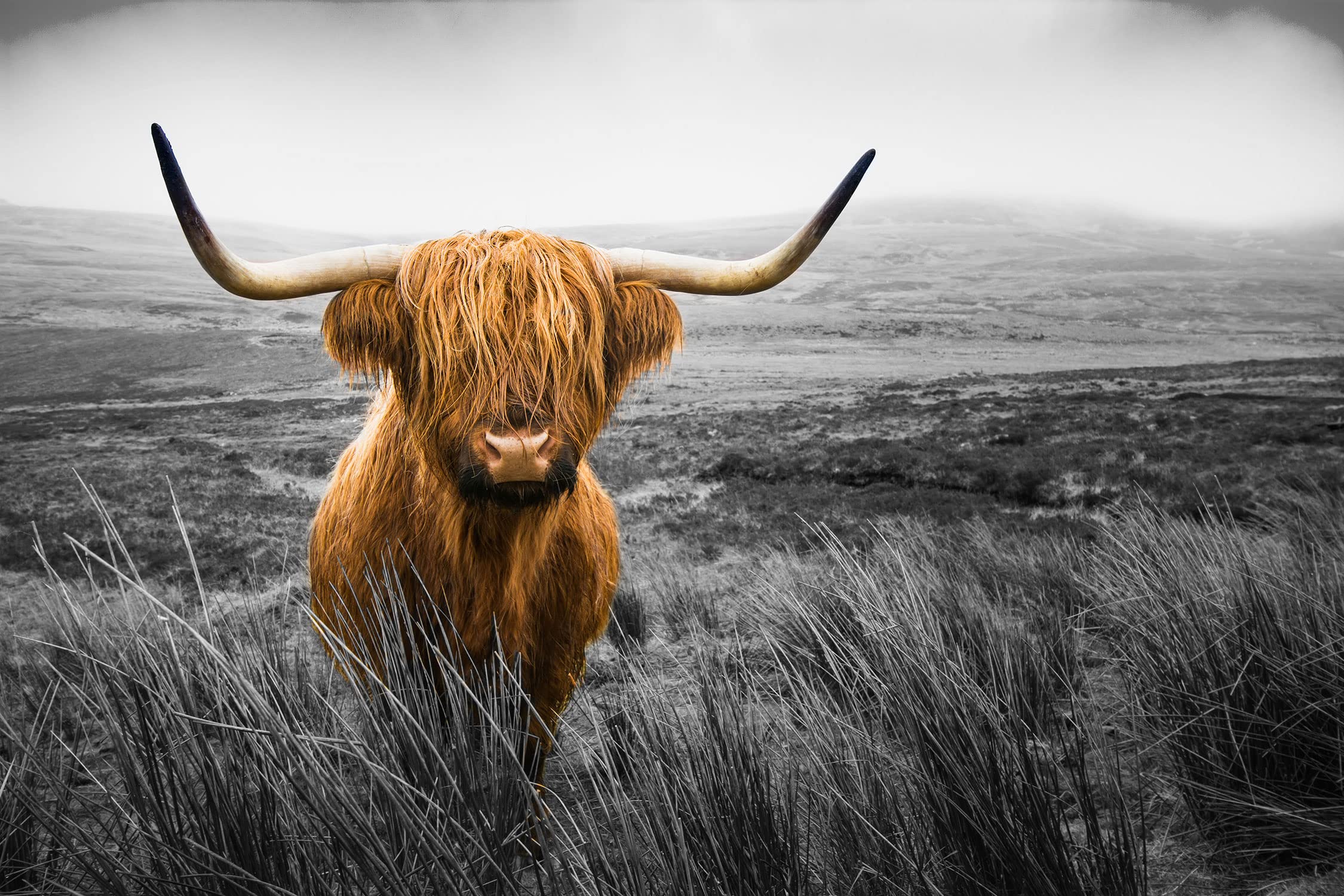 Pixxprint Quadro In Vetro Panoramico Manzo Delle Highland | 100x40 Cm, Vero Vetro 4 Mm, Stampa UV, Made In Germany - 2