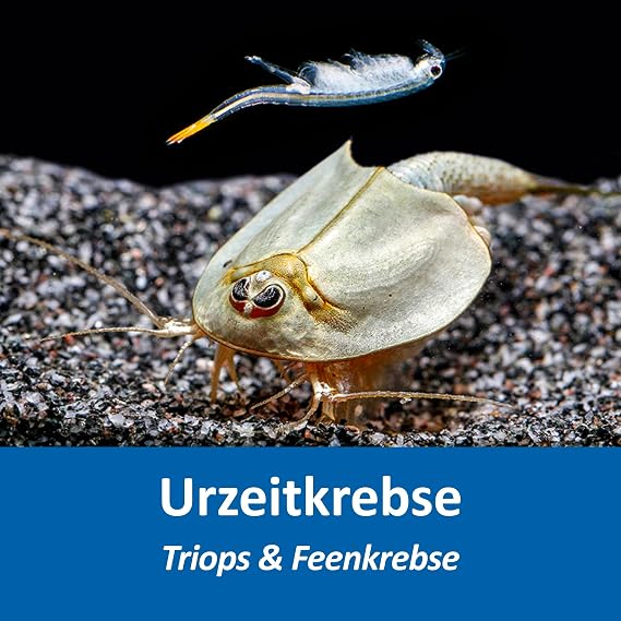 Triops and Fairy Crabs Starter Set 2.5 L Feed Eggs Accessories and Instructions Urzeitkrebse-Mix mit Aquarium Zuchtansatz mit Eiern Futter Zubehör und Anleitung; Ideal für Einsteiger Naturbeobachtung