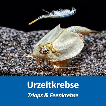Triops and Fairy Crabs Starter Set 2.5 L Feed Eggs Accessories and Instructions Urzeitkrebse-Mix mit Aquarium Zuchtansatz mit Eiern Futter Zubehör und Anleitung; Ideal für Einsteiger Naturbeobachtung
