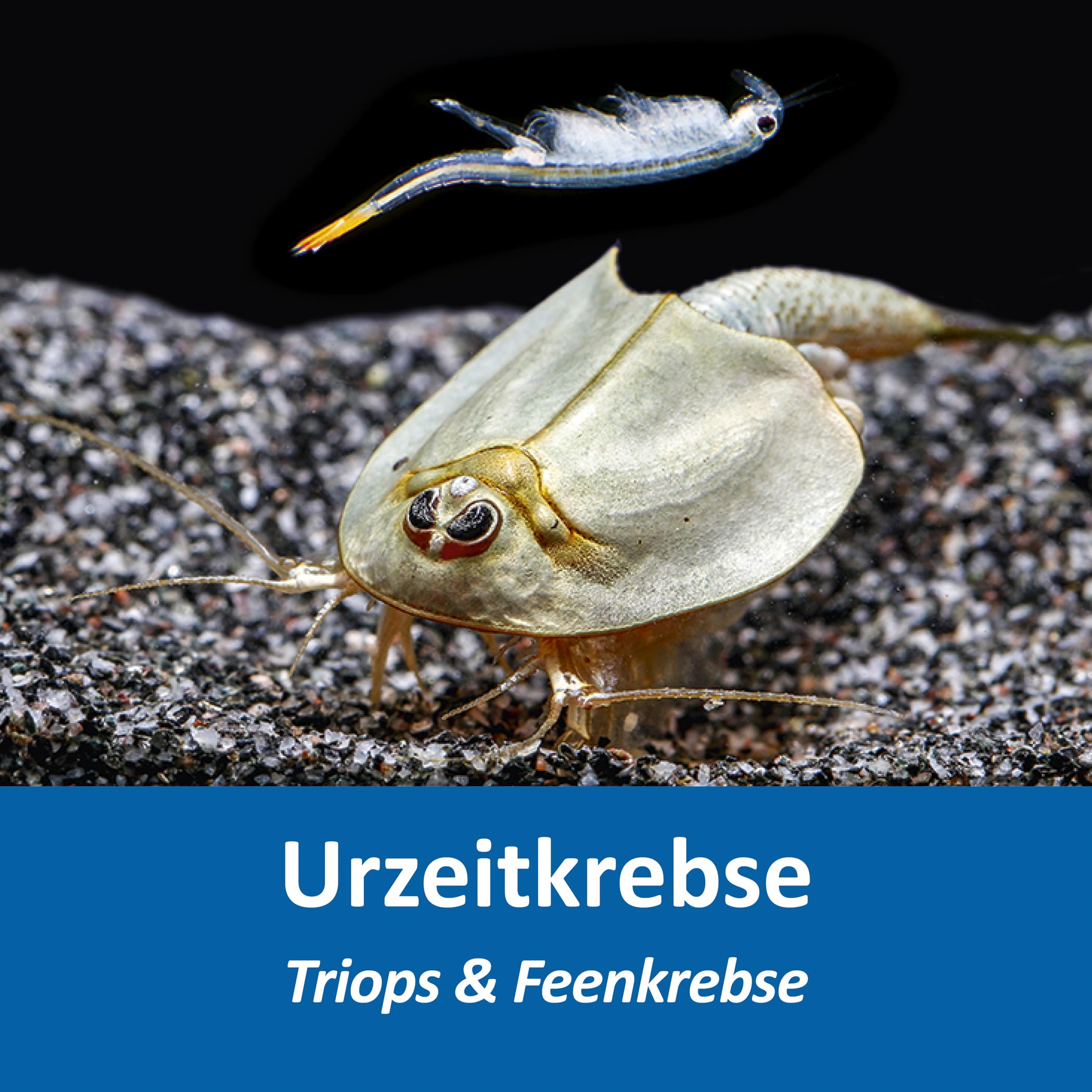 Triops und Feenkrebse Urzeitkrebse Komplettset,6 Liter, Kunststoff Aquarium, Eier, Luftpumpe, Filter, Kescher, Zuchtansatz, Futter und Anleitung