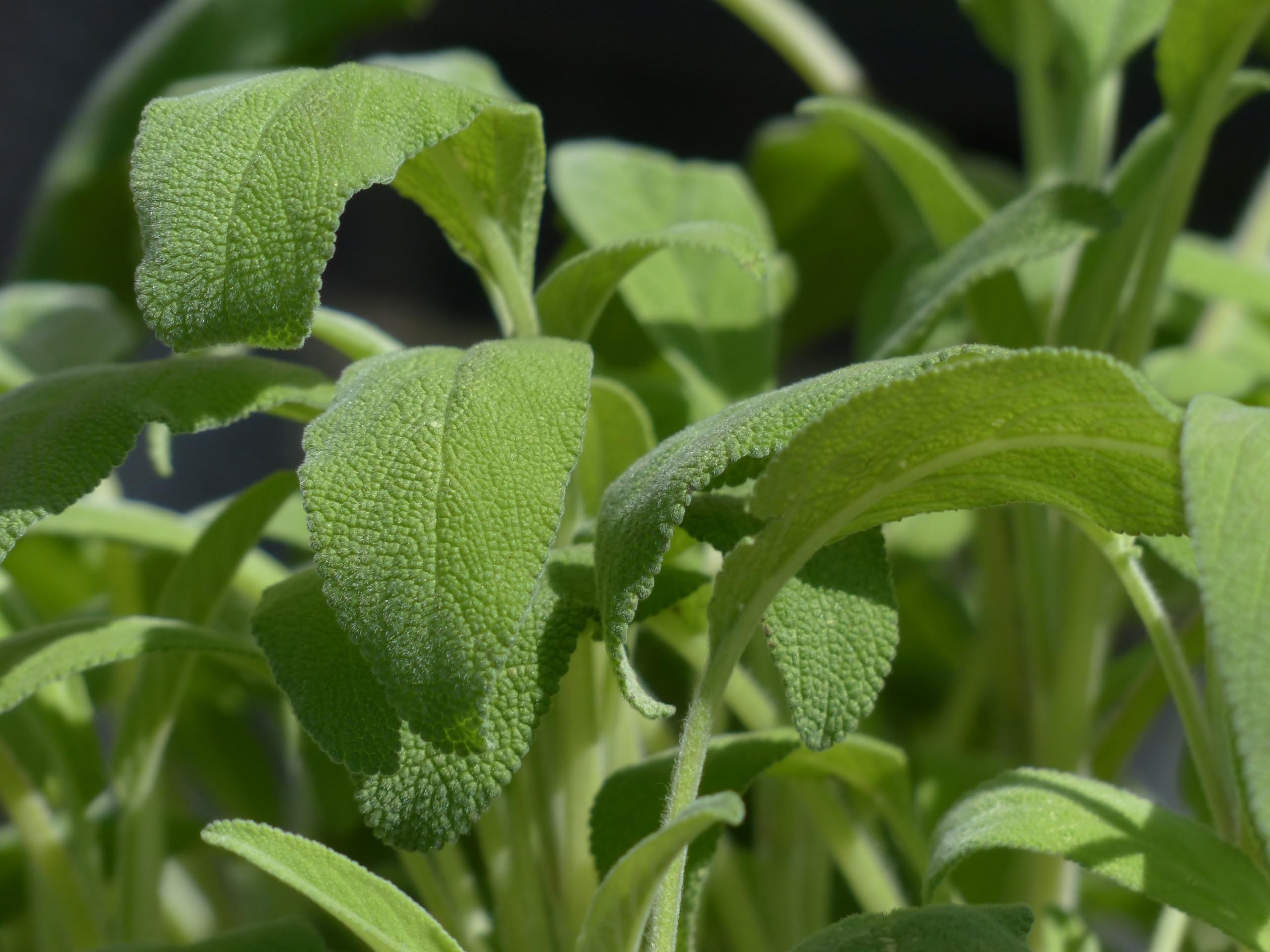 Echter Salbei (Salvia officinalis) Samen. Gewürz- & Heilpflanze (20000 Samen = 152,0g)