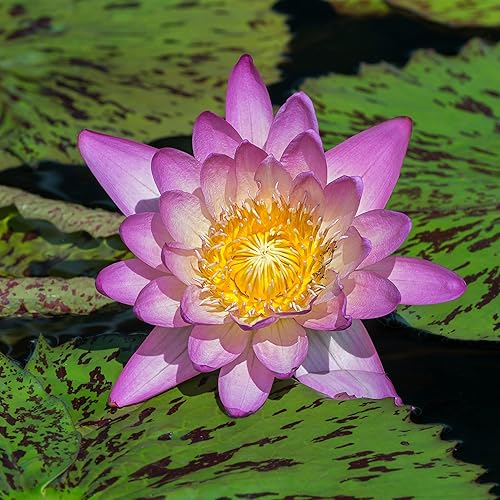 Miniatura 7 de Curve by Liz Claiborne For Women Eau De Toilette en aerosol