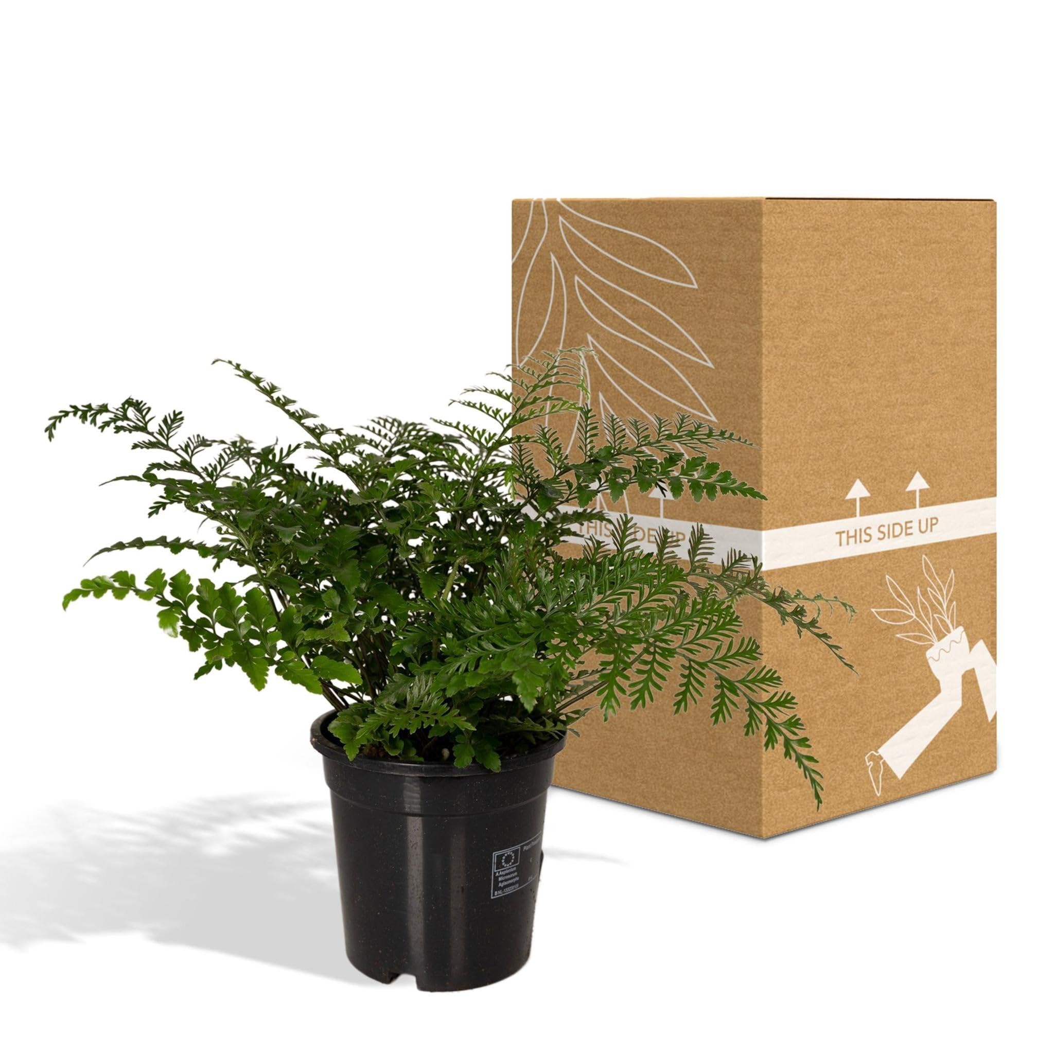 Hello Plants Asplenium Parvati Streifenfarn Zimmerpflanze im  17 cm  Pflanzentopf - Hhe: 30 cm - Farn Pflanze Immergrn Dekoration fr  Wohnzimmer Badezimmer Schlafzimmer : Amazon.de: Garten
