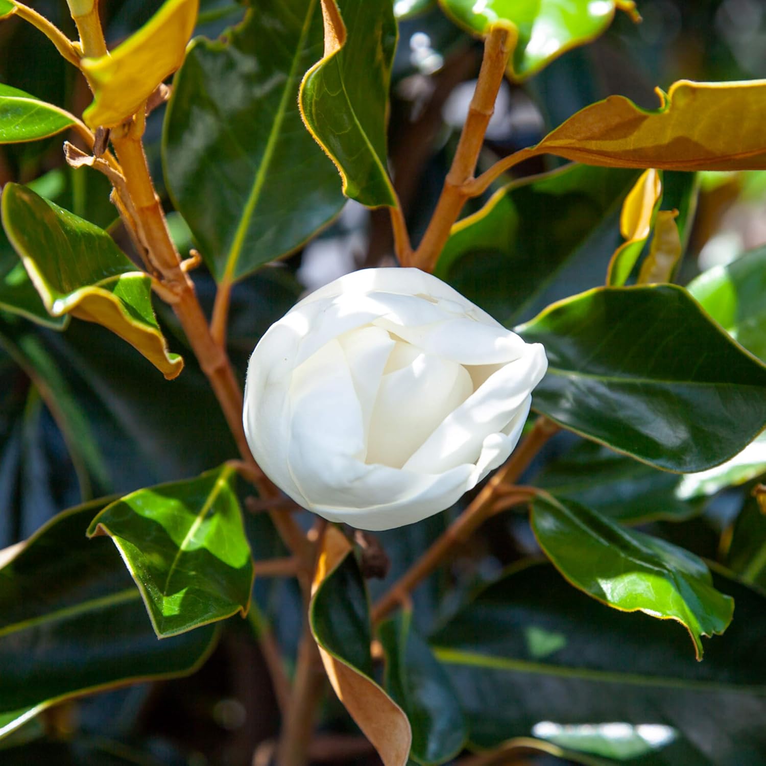 PERFECT PLANTS Bracken's Brown Magnolia Live Plant, 1-2', Includes Care Guide