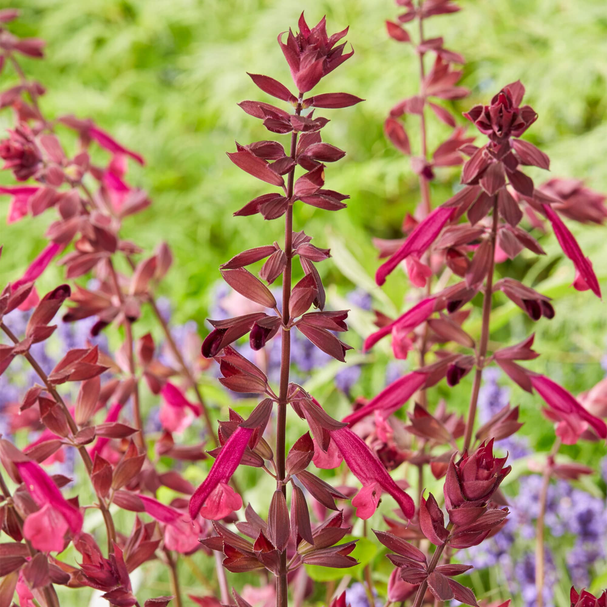 Salvia Love & Wishes - Hardy Flowering Plants - Outdoor Garden Perennial for Pots and Containers - Plant in Pot (9cm Pot, 15-30cm)