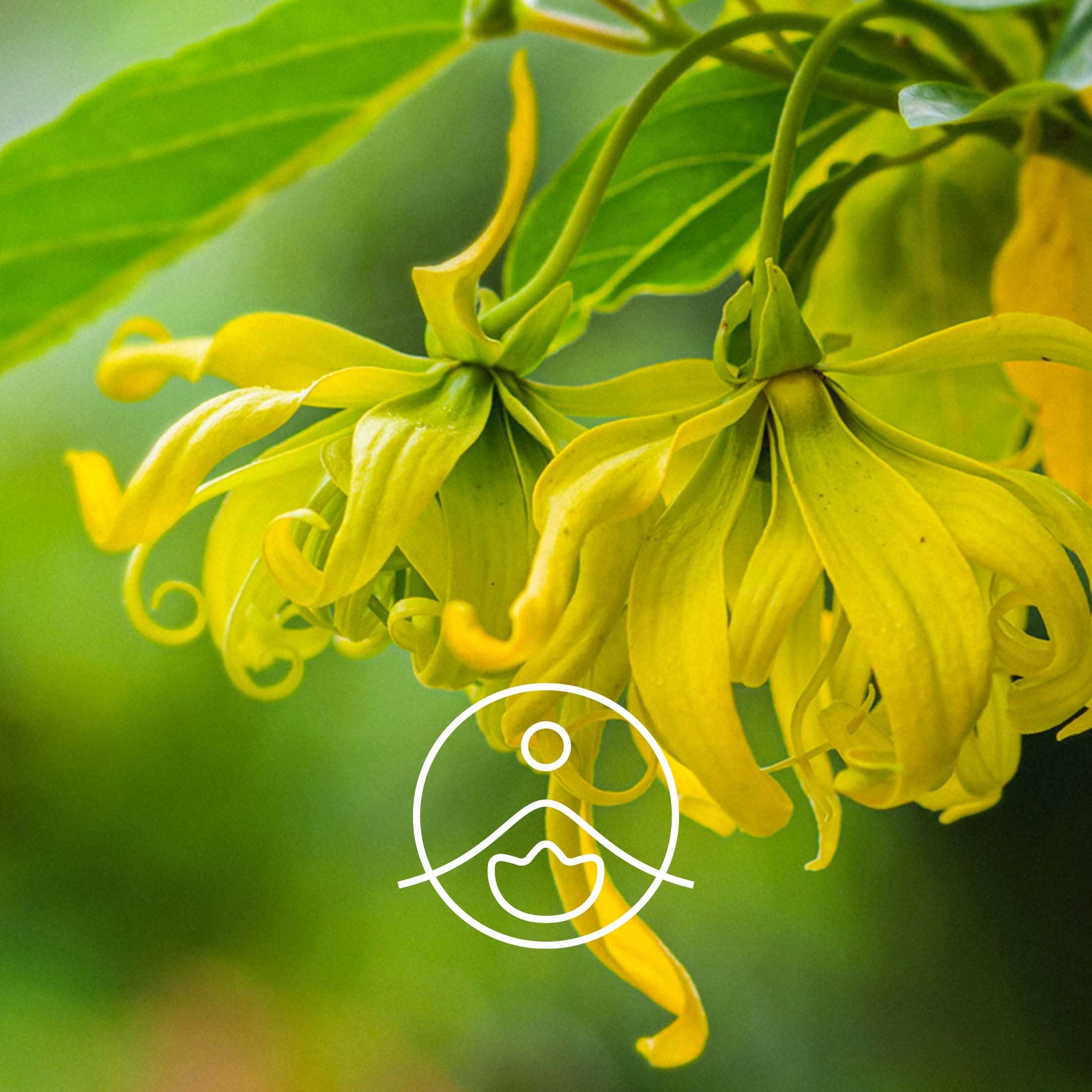 FLORIHANA – Olio Essenziale Ylang Ylang Completo Bio – 100% puro e naturale – 50 g (≈ 55,6 ml)