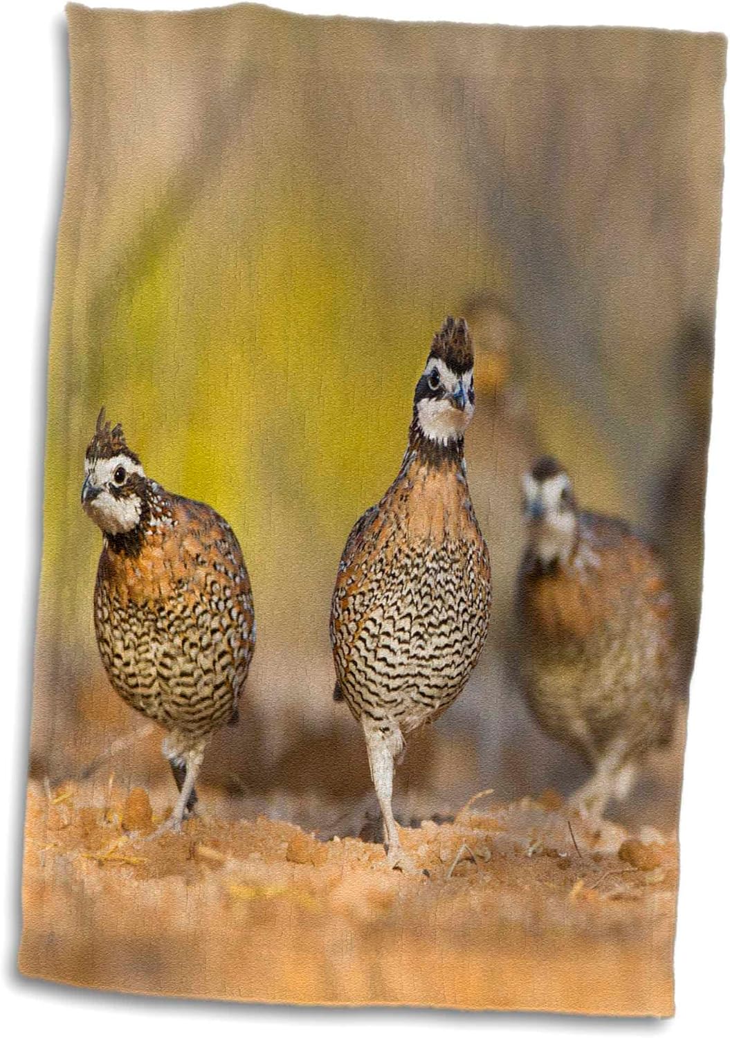 3dRose Northern Bobwhite Quail Covey Bird, South Texas, USA - US44 LDI1002 - Larry Ditto 22x30 Bath Hand Pool Towel