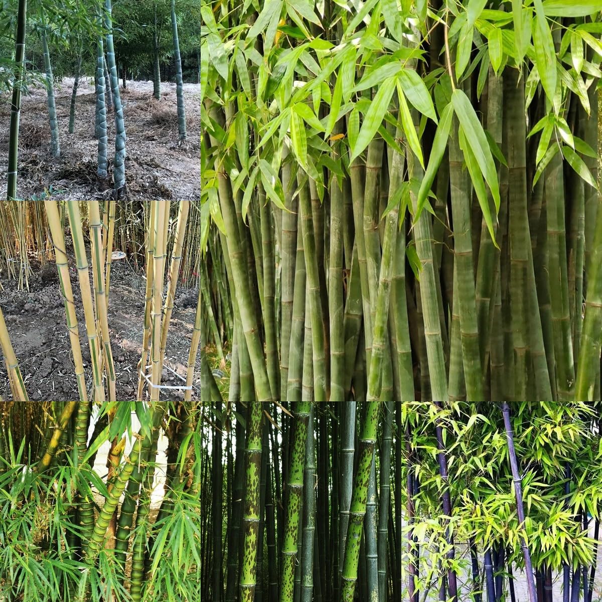 100 piezas Semillas de bambú resistentes Comprar árboles bonsais Semillas de bambú de rápido crecimiento. plantar semillas de jardín lo mejor de Cobertura del suelo perenne resistente