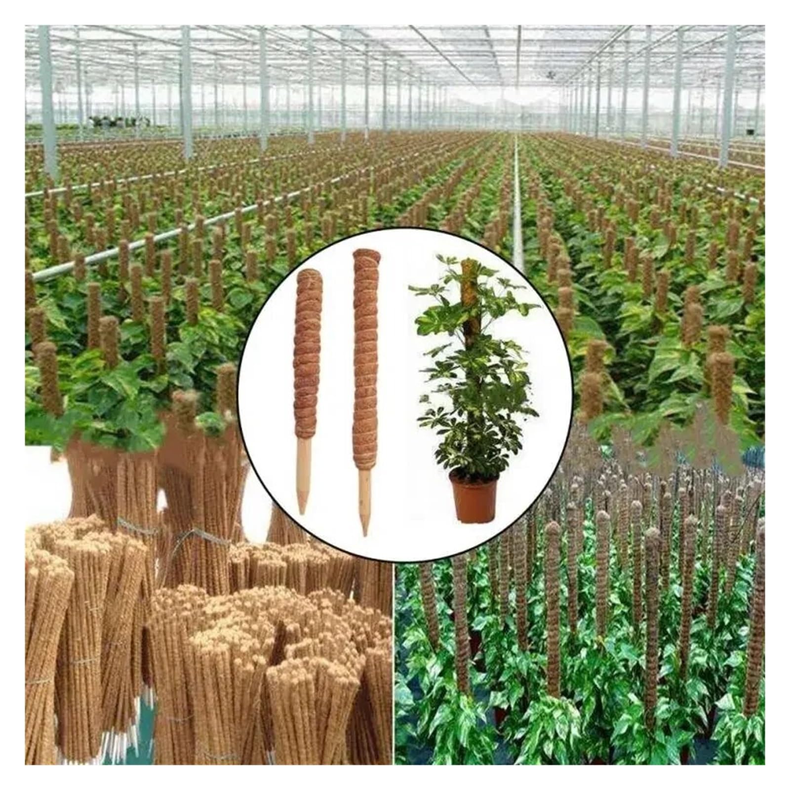 1 Stück Pflanzenkletter-Gartenstab for Kletterpflanzen, Kletterpflanzen, Pflanzenunterstützung(50cm)