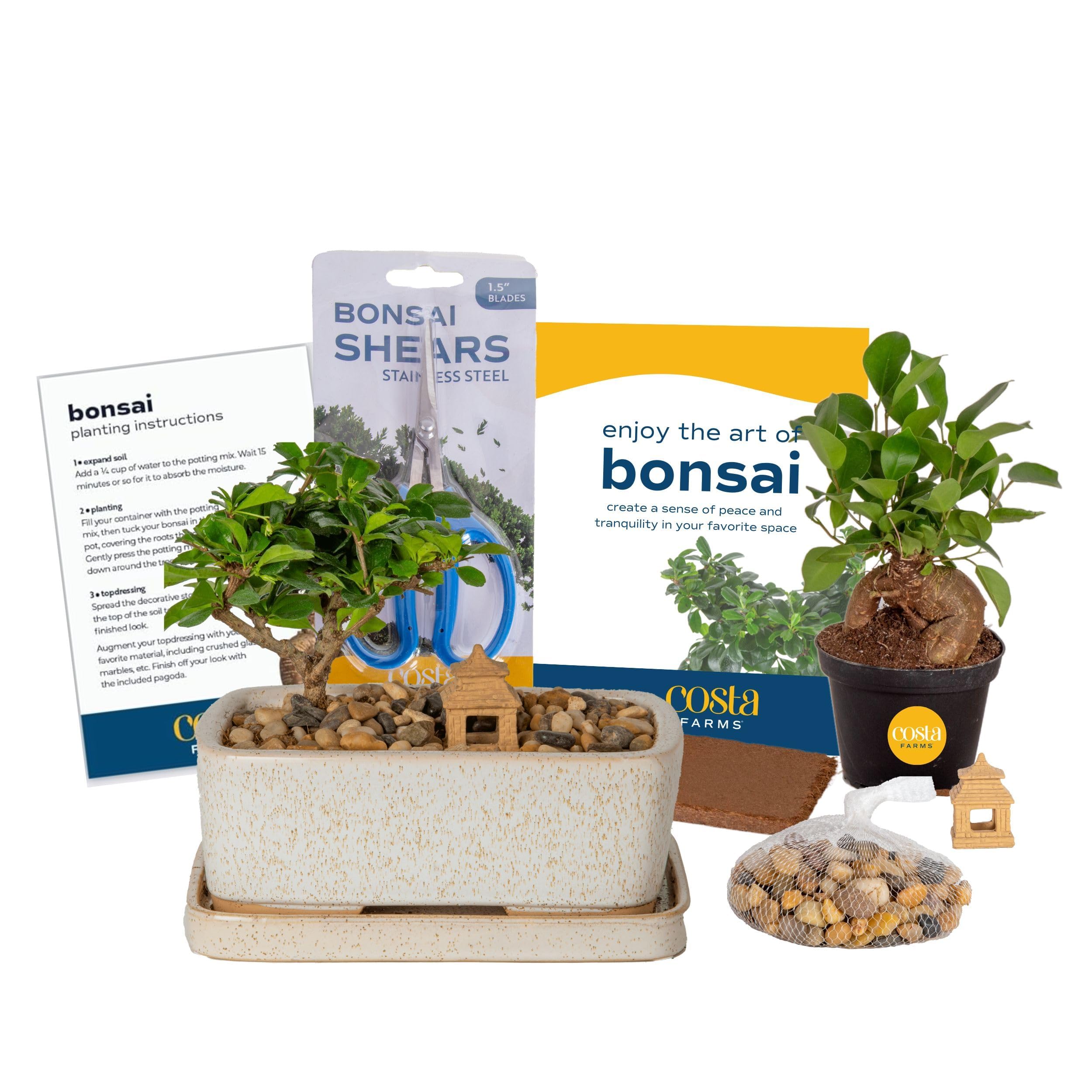 Costa Farms Bonsai Tree Kit