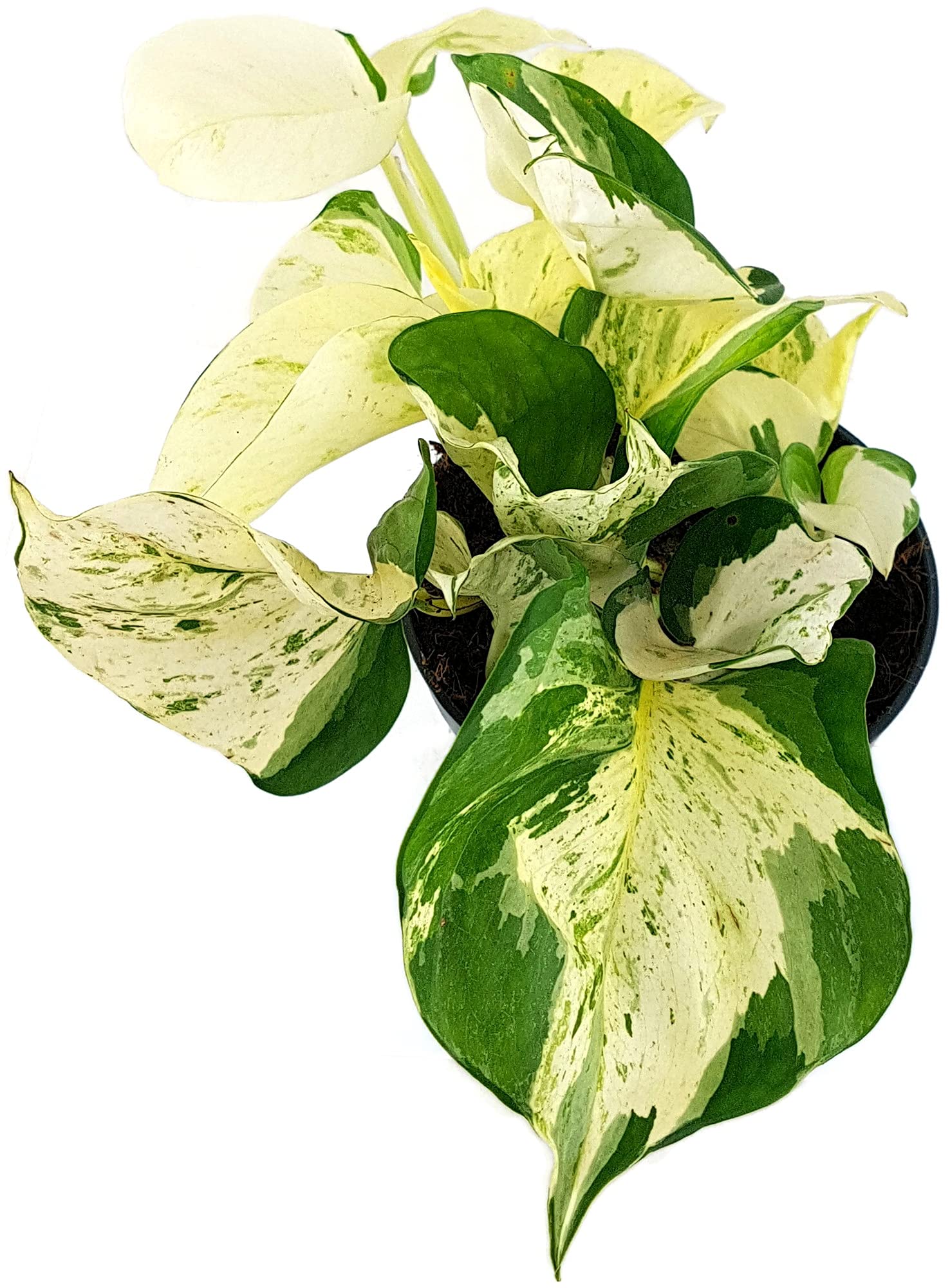 Fangblatt - Epipremnum pinnatum "Happy Leaf" - panaschierte Efeutute im   12 cm Topf - pflegeleichte Zimmerpflanze : Amazon.de: Garten
