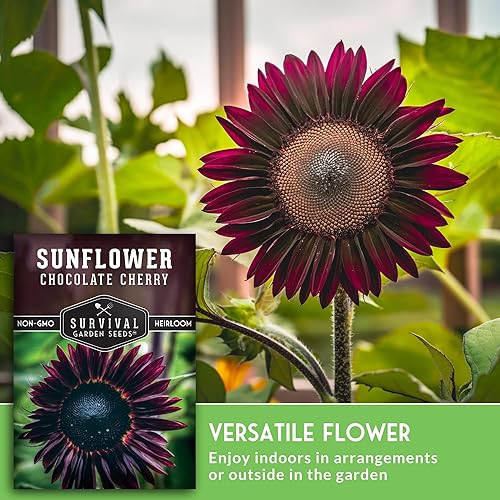 Miniatura 4 de Semillas de girasol de cereza y chocolate para plantar, flores raras de color burdeos negro, flor de reliquia gigante sin OMG de 6 a 7 pies