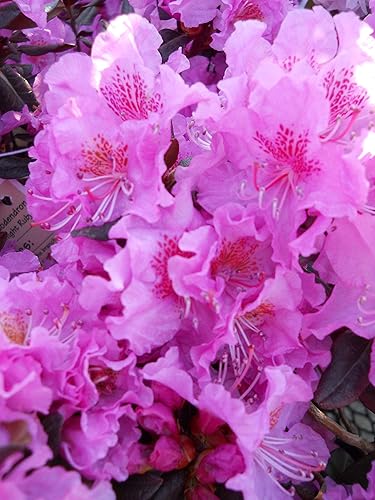 Vista 40 de Green Promise Farms Rododendro `Scintillation` Evergreen, contenedor de 3 tamaños, rosa suave