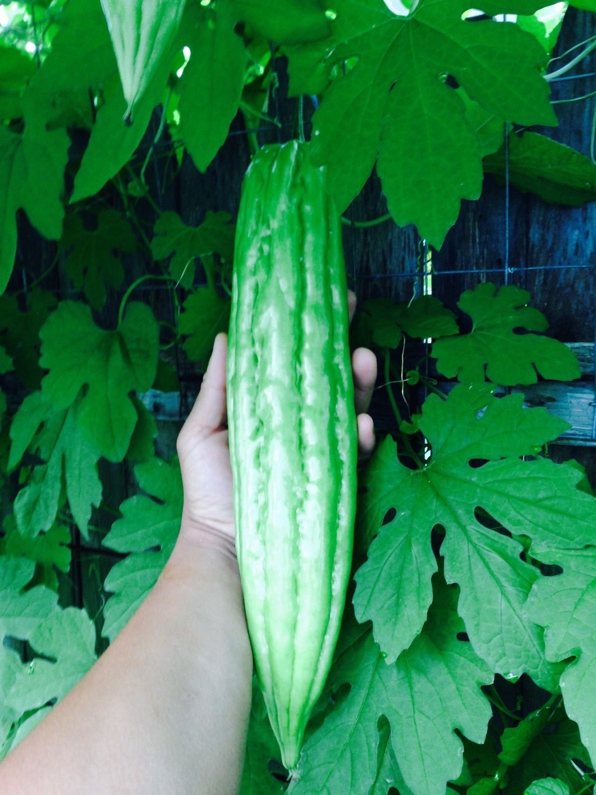 15 Melon amer bio Gourd Ampalaya Graines
