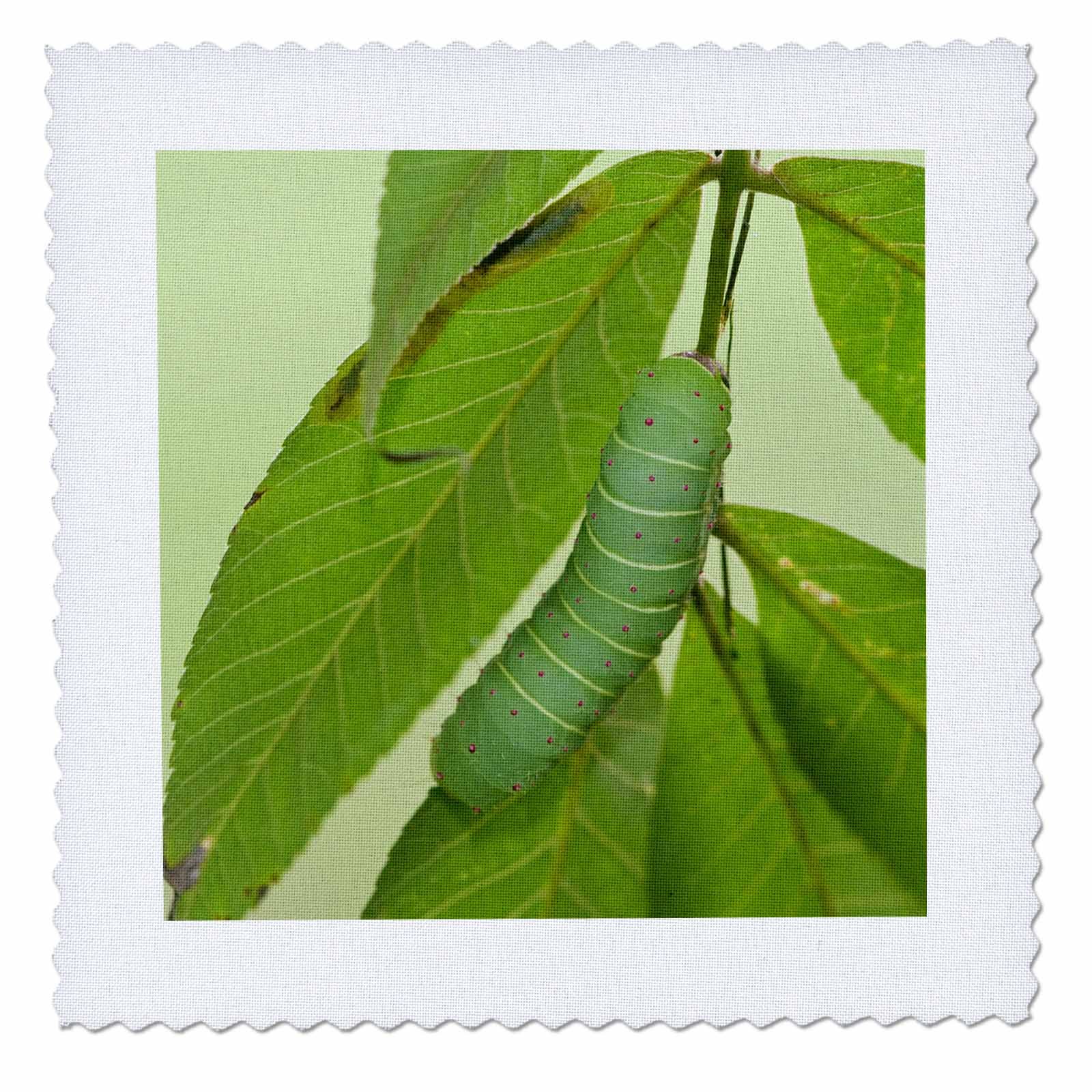 3dRoseLuna Moth Caterpillar on A Hickory Tree, Carya SP. Marion Co. Il - Quilt Square, 6 by 6-Inch (qs_206559_2)