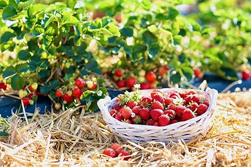 Miniatura 8 de Pajita orgánica de jardín 5 libras heno azul de montaña  mantillo de paja para jardines de cama elevada paisajismo de patio plantaciones de semillas