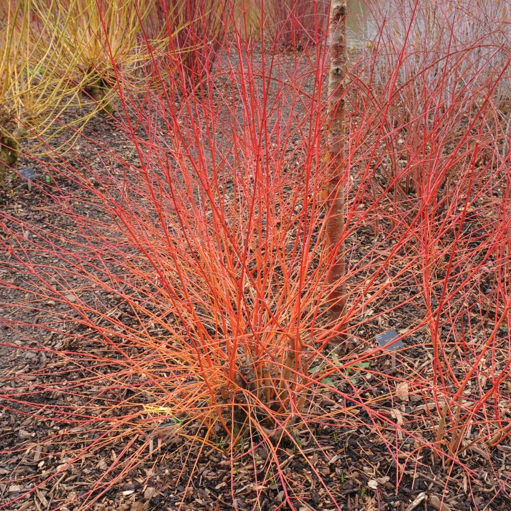 Cornus sanguinea 'Anny's Winter Orange' - Hardy Common Dogwood Shrub with Bright Orange-Red Stems and Stunning Autumn Foliage - 1x 3 Litre Pot by Thompson and Morgan