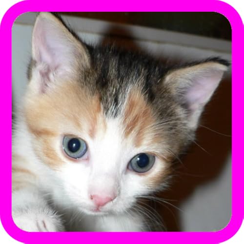 Cute Kittens Wallpapers & Photo Game for Kids