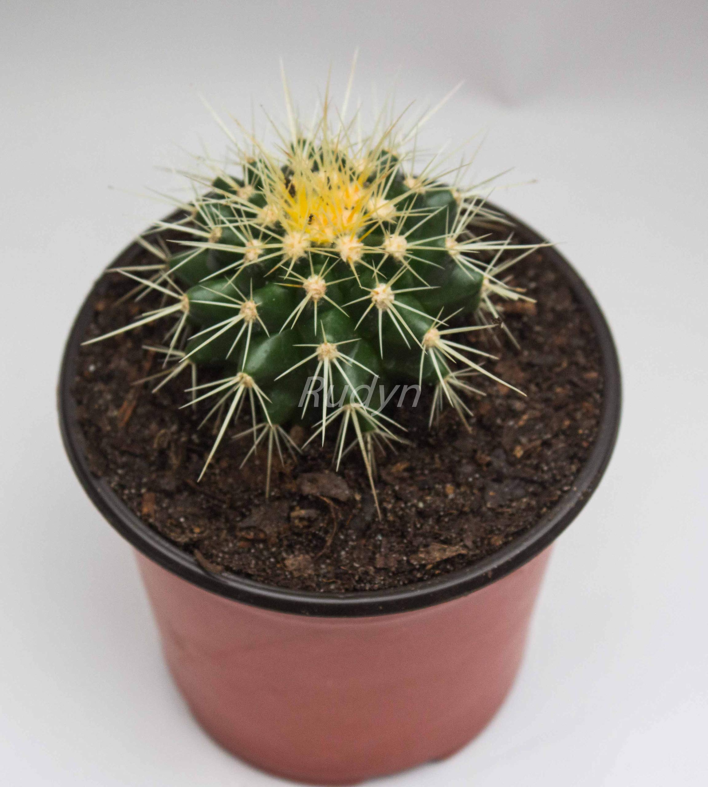 Rudyn Gladioli Farm, Echinocactus Grusonii,Golden Barrel Live Cactus, Mother-in-Law’s Cushion (1Piece) (B08FCXT175) Amazon Price History, Amazon Price Tracker