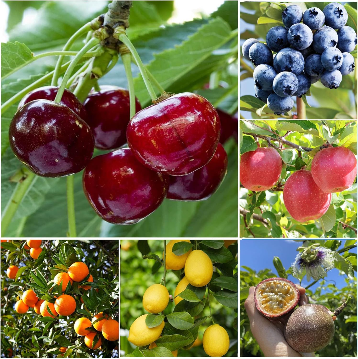 Frutas