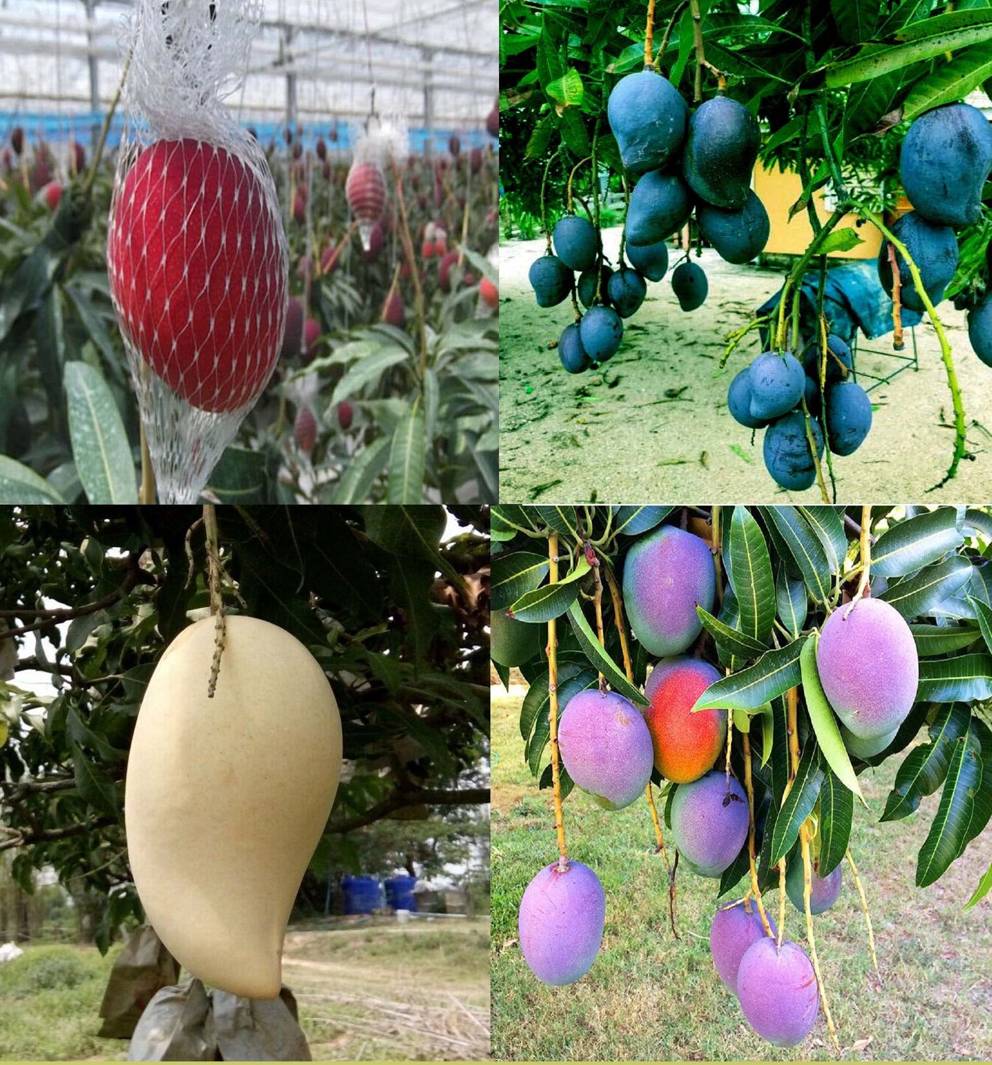 IXORA Combo Mango Egg of Sun Miyazaki, Black Stone, Thai Nam Dok Mai & Nam Dok Mai Si Mueng Purple Variety Grafted Aam Fruit Live Plants & Tree(1.5-3 Feet Size) (Pack of 4) (B0BLYLTPPK) Amazon Price History, Amazon Price Tracker