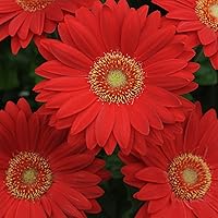 Vista 36 de Outsidepride Bicolor Mix Gerbera Seeds - 10 Pcs Perennial, Compact & Low Maintenance, Flower Seeds for Planting w/Vibrant Mixed Blooms, Ideal for