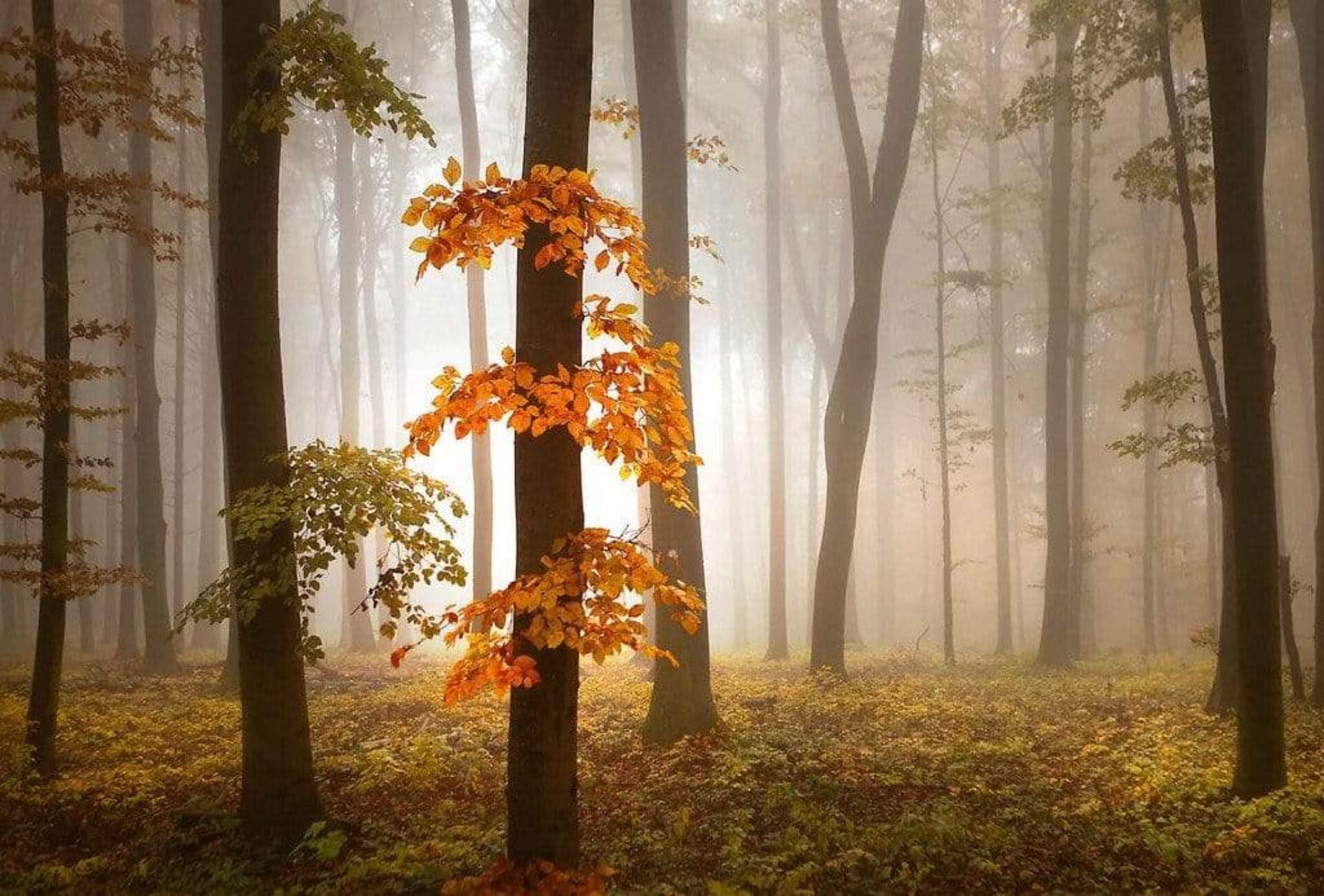 Wizard+Genius Multicoloured Foggy Autumn Forrest Non-Woven Wall Mural 384X260cm 8-Panels