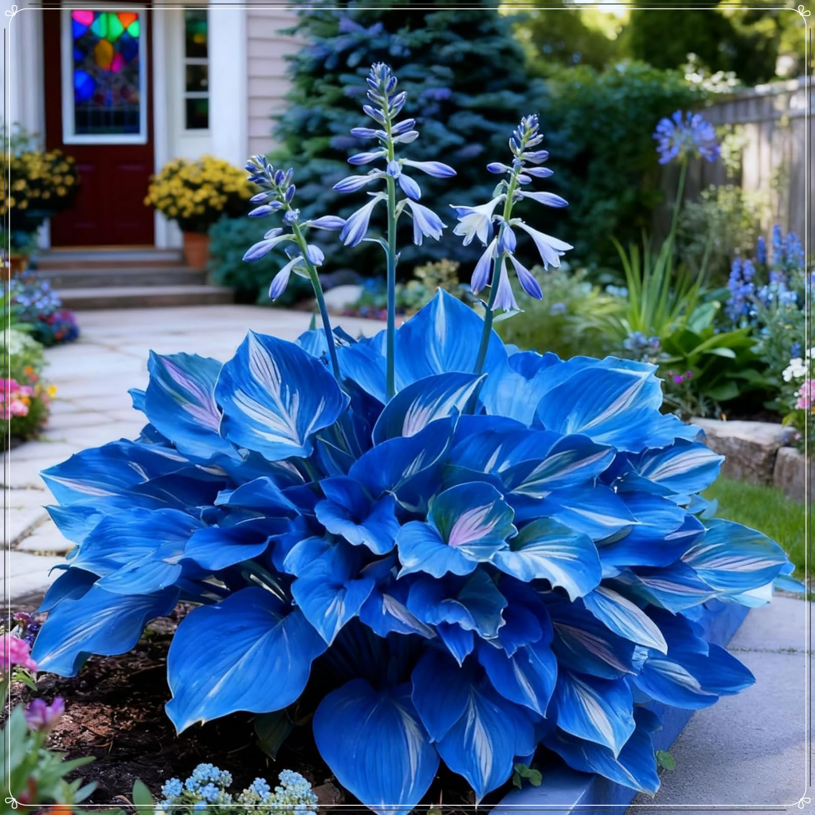 Perennial Midnight Blue Hosta Bulbs - Shade Tolerant- Ideal for Garden Borders & Landscapes- Stunning Foliage Display-3 Bulbs-E