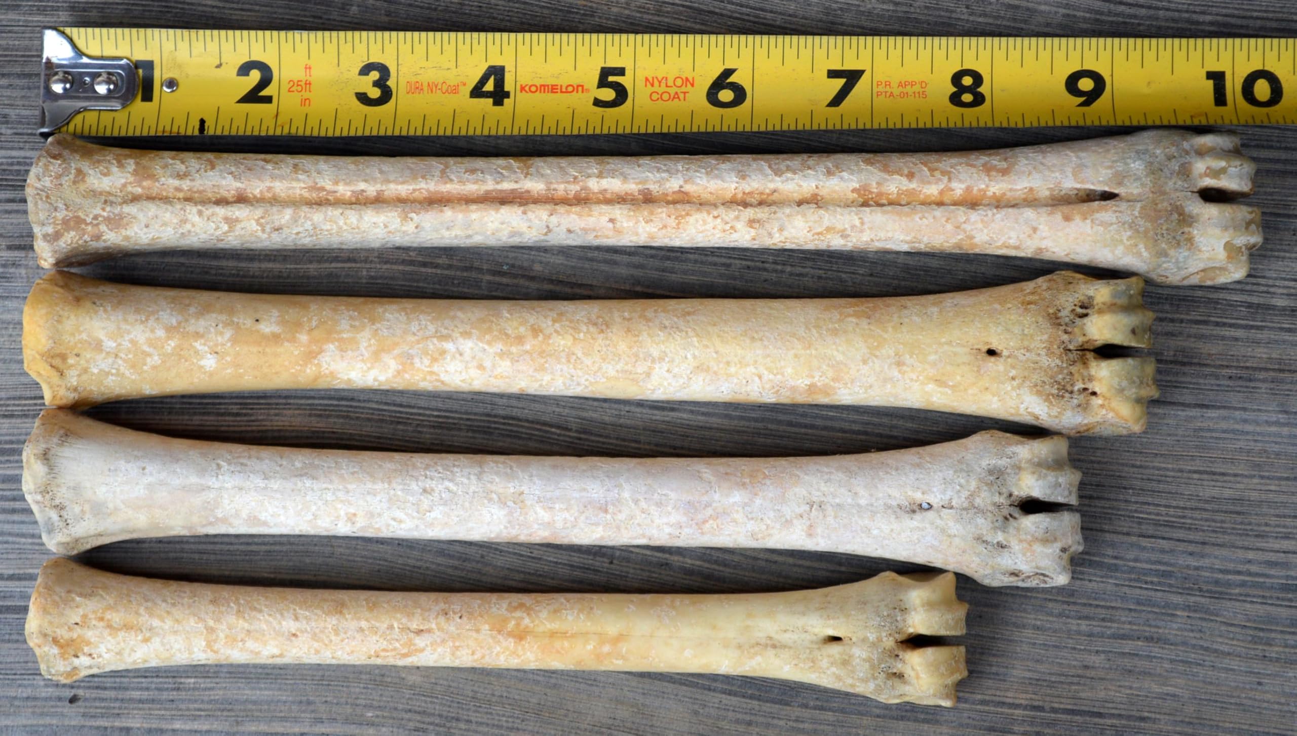 Real Deer Leg Bone (Large)