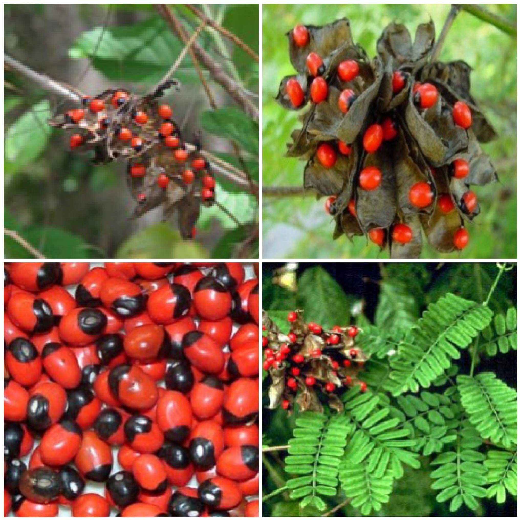 PGD Rosary pea, Crabs eye Red with Black colour (Pack of 25 Seeds) | Natural Chirmi Gunja Seeds | Gurinvida Beads Ratti Gumchi Madhuyastika | God ganesha Lakshmi Mahakali Saraswati puja (B0D76HMRMR) Amazon Price History, Amazon Price Tracker