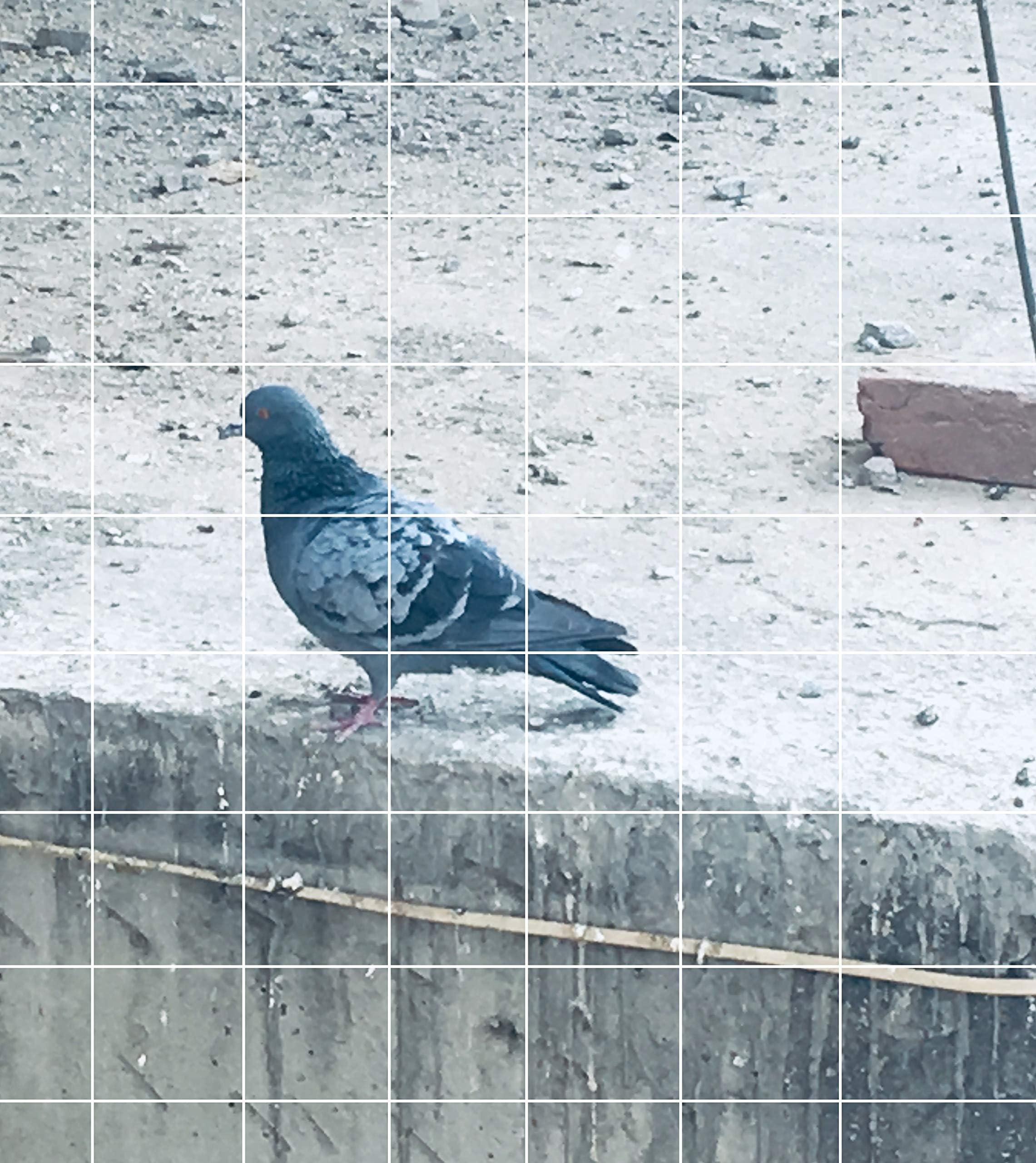 Shop by Room Anti Bird Net 8 X 12 Foot Nylon Net with Tie-Pie Accessories,White