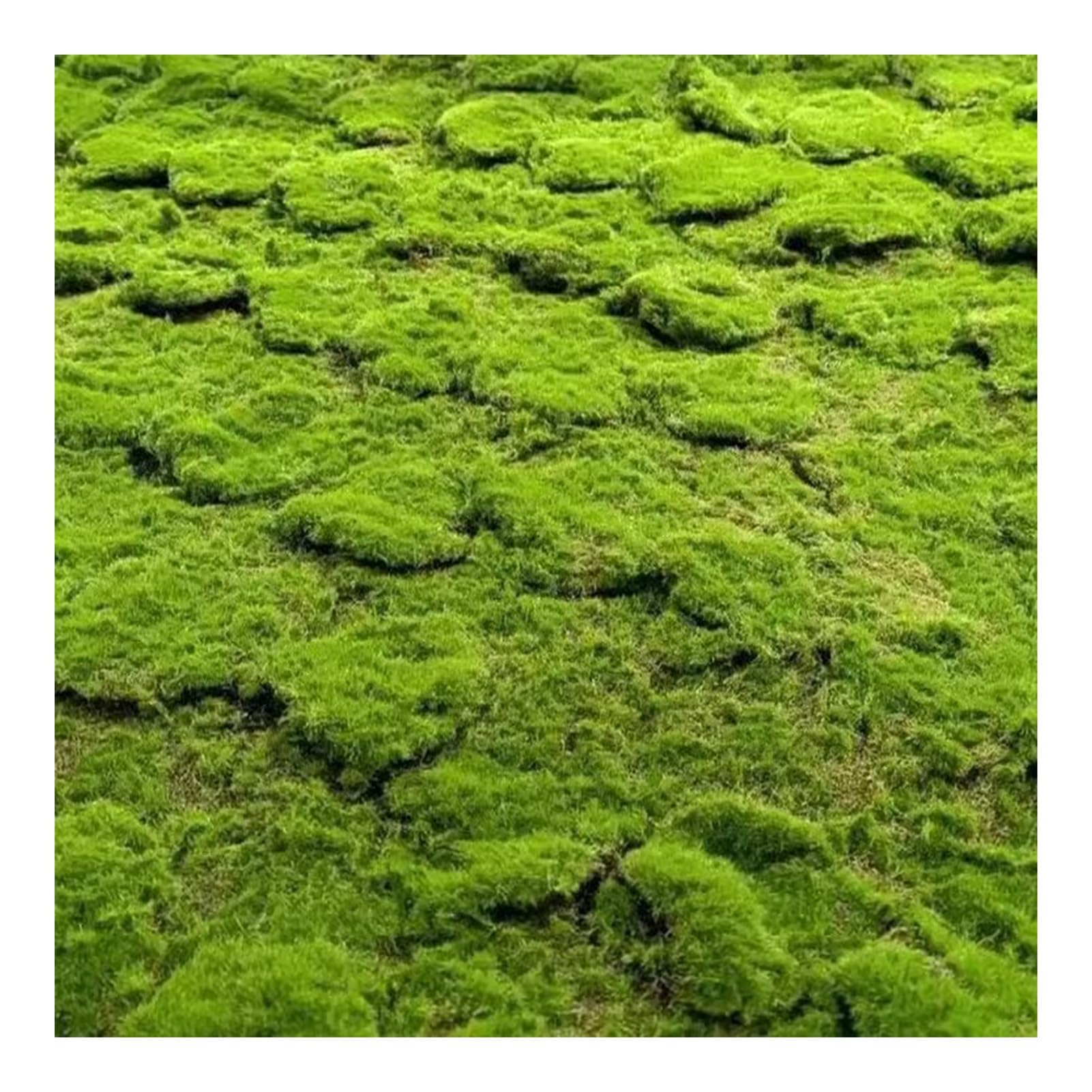 Moos Büro Künstliche Pflanze Rasen Moos Lichen Kunstrasen Wand für Hochzeit Festival Garten Mikro Landschaft Dekoration (Color : D, Size : 100x100cm/39.37x39.37in)