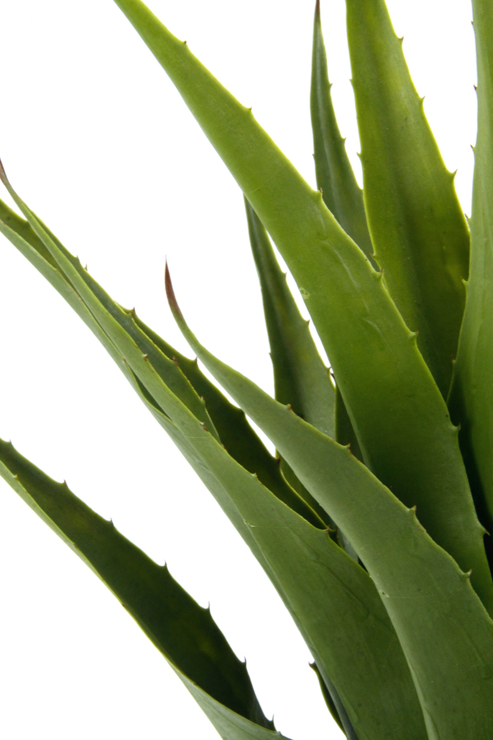 bogenhanf kaufen 100 cm Groe Sansevieria kaufen  Green Me Up