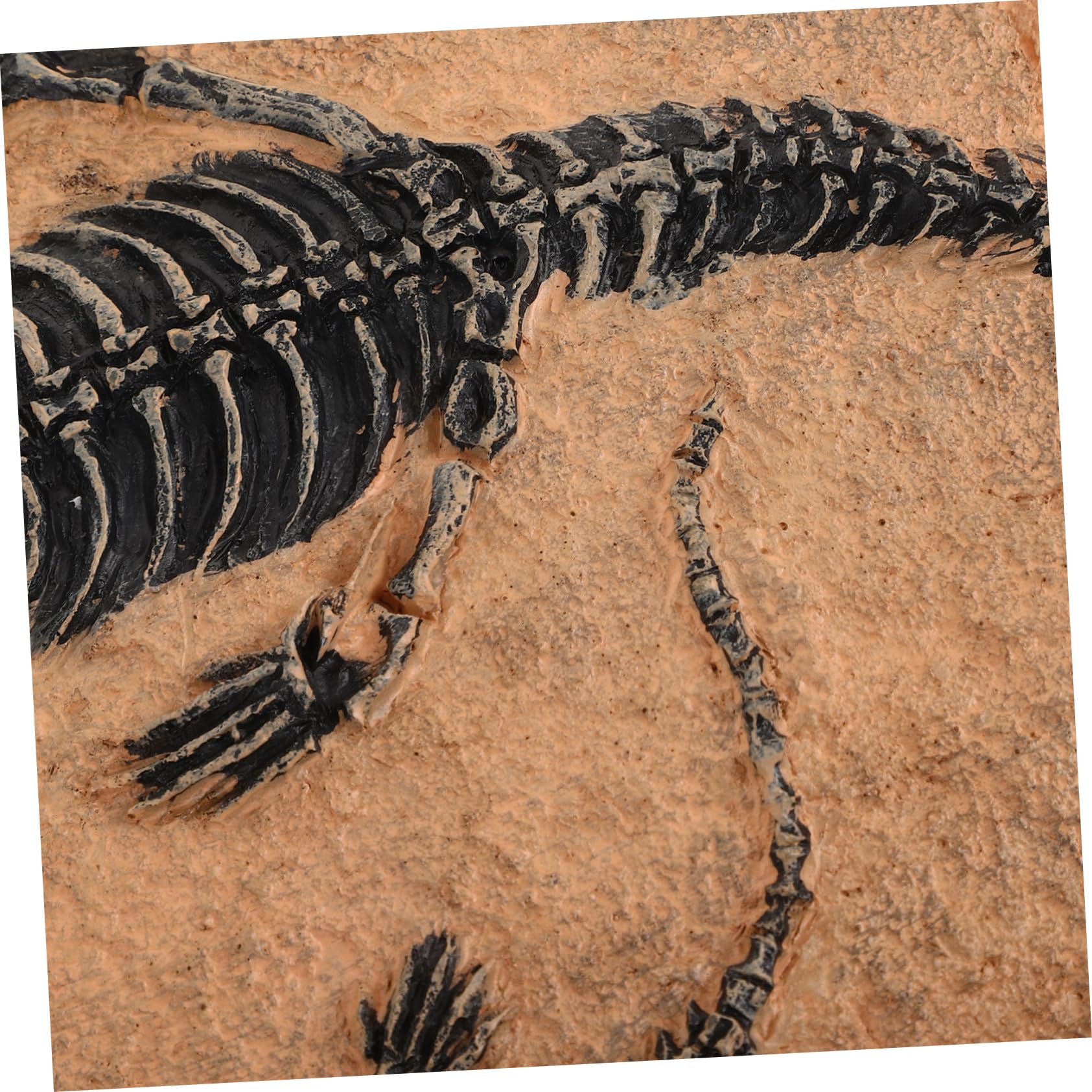 Set Fossile Di Dinosauro Fossile Da Tavolo Ornamento Di Dinosauro Decorazione Di Esemplare Per Collezione