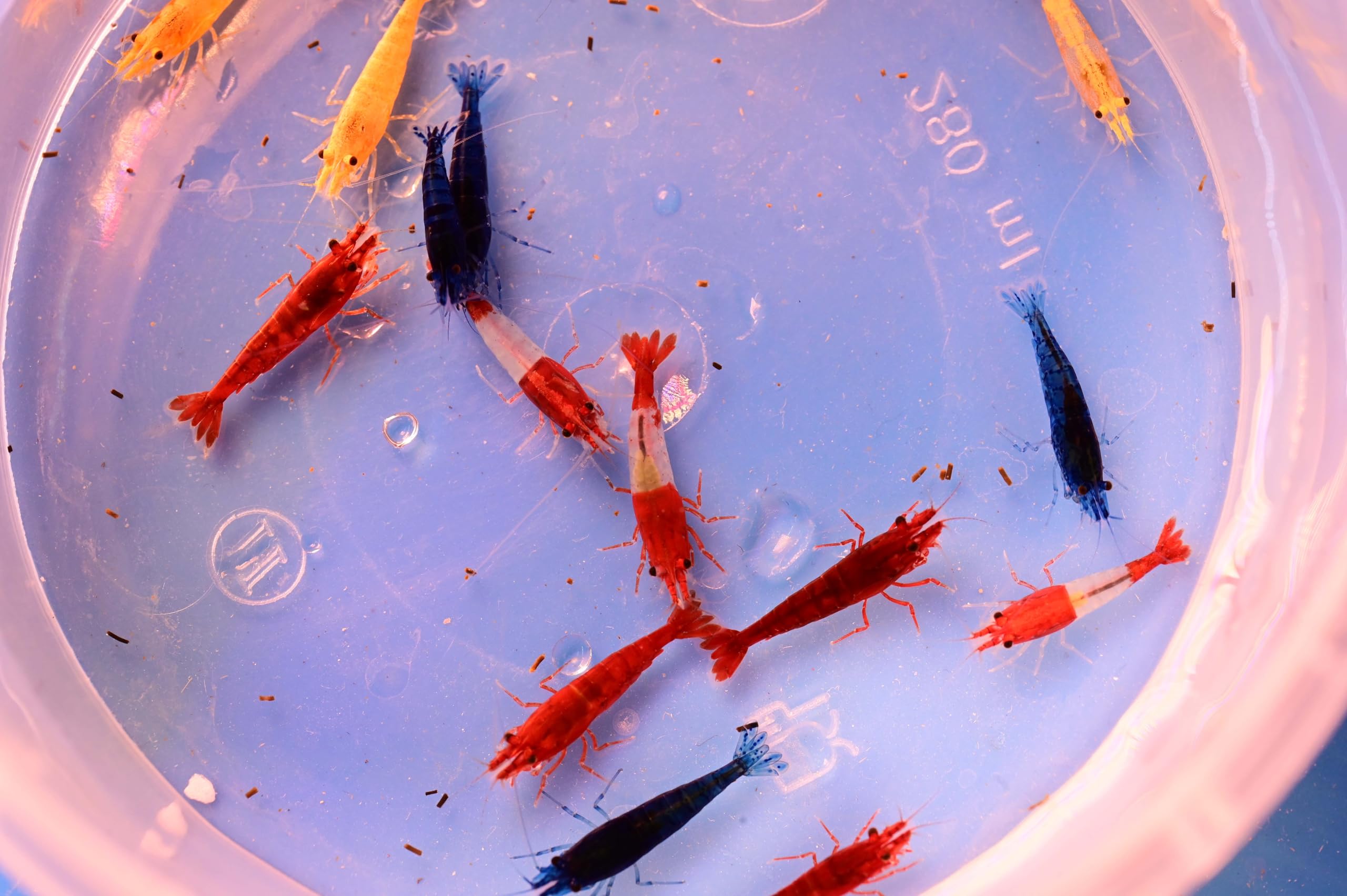 Neocaridina - Gamberetti vivi per Acquario, 10 Pezzi, Diversi Colori, gamberi vivi per Acquario, Misura 1-1,5 cm Aquarium Shrimps