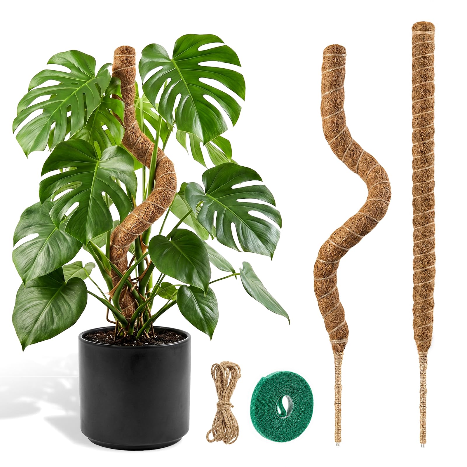 Moosstab Monstera, Garden Sage