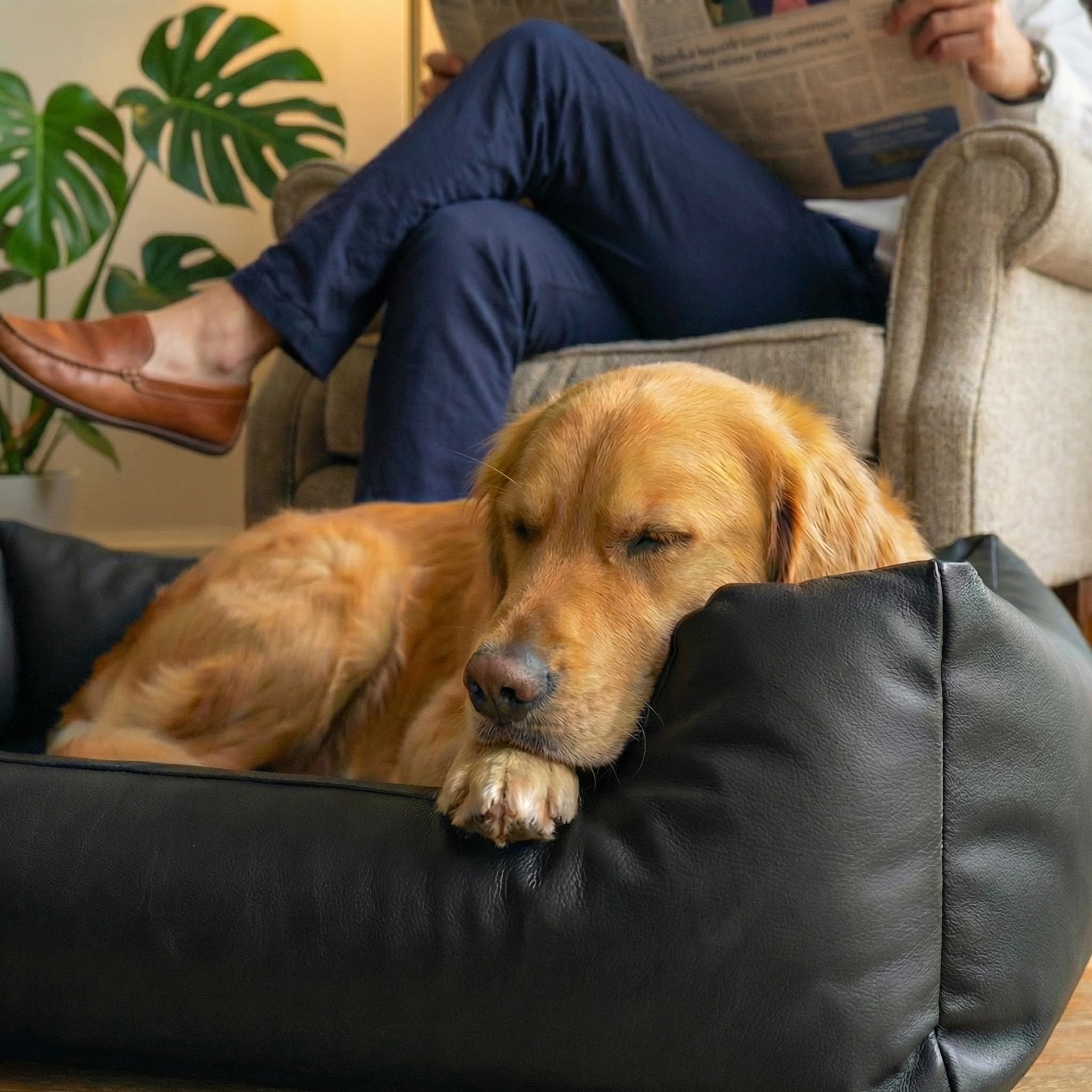 Honden - Lederlook - Zwarte - Vuilafstotende - XXL - Hondenbank