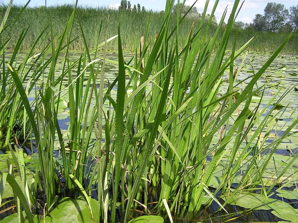 Ohhsome Sweet Flag Medicinal Plants Vayambu (Acorus Calamus) Plant (Healthy Live Plant) (B09HN5VW23) Amazon Price History, Amazon Price Tracker